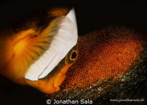 Nemo & Son's by Jonathan Sala 